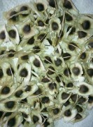 Moringa Seeds With Wings, Thoothukudi, Tamil Nadu