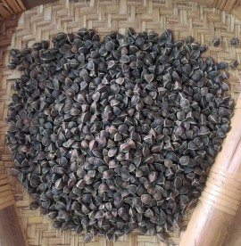 Moringa Seeds Without Wings, Thoothukudi, Tamil Nadu