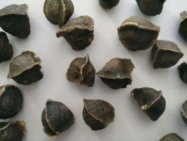 Moringa Seeds Without Wings, Thoothukudi, Tamil Nadu