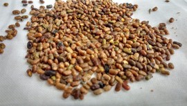 Tephrosia purpurea seeds 