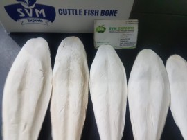 Cuttlefish bone , Thoothukudi, Tamil Nadu