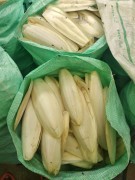 Cuttlefish bone , Thoothukudi, Tamil Nadu