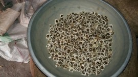 Moringa seed (with wings), Thoothukudi, Tamil Nadu