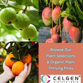 Shop Tissue Culture Plants Online | Celgen Biotech, Vidisha, Madhya Pradesh