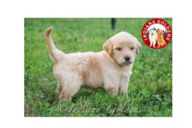 Mini Goldendoodle Puppies Indiana: Bedford Based, Bedford, United States