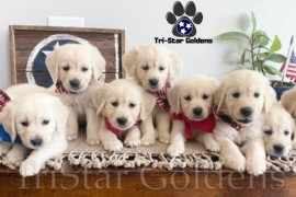 Golden Retriever Puppies near me: Furred Companion, Nashville, United States