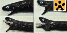 viper dogfish