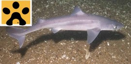 viper dogfish