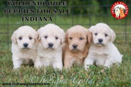 English cream golden retriever puppies for sale, Bedford, United States