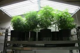 Clone Farms, California City, California