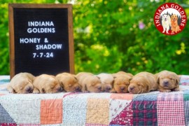 Golden Retriever Puppies Indiana: Loyal Companions, Bedford, United States