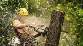 Tree Service In Apopka Florida, Apopka, United States