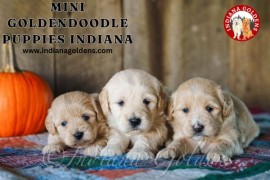 Mini Goldendoodle Puppies Indiana:Playful Puppies , Bedford, United States