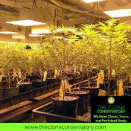 Cannabis Clones Online, California City, California