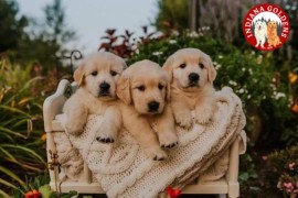 English Golden Retriever:Purebred, Champion-Bloodl, Bedford, United States