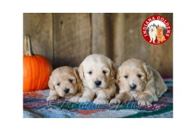 English cream golden retriever puppies for sale , Bedford, United States