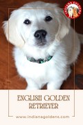 Bring Home English Golden Retriever Puppies Today, Bedford, United States