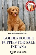 Goldendoodle Puppies for Sale Indiana: Best Price, Bedford, United States